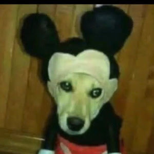 Meet your Posher, Bradley